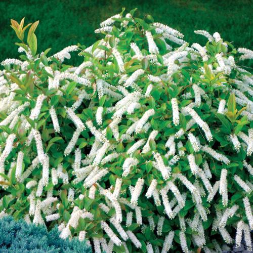 Virginia Sweetspire Little Henry Itea virginica Little Henry 2-3 H 4-6 W Mound shaped semi-evergreen shrub Drooping 3-6 racemes of lightly fragrant white flowers