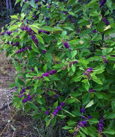 4-6 H 4-6 W Deciduous understory shrub Showy lavender fruit in Aug.-Sept.