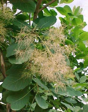 American Smoke Tree Cotinus obovatus H: 10-15 W: 12 Blooms late Spring Deciduous, rounded, native tree or large,