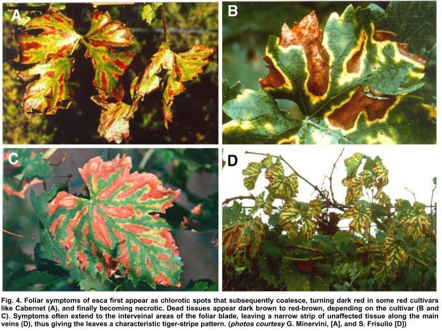 Figure 2 - Foliar symptoms of Esca, from Mugnai, 1999 Esca is generally associated with the following symptoms: Foliar symptoms light green spots early season, coalescing to become interveinal