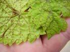 speckling on leaves Macrophoma rot Fungus (Botryosphaeria dothidea)