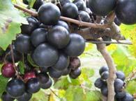 In general, dark grapes are more rot resistant than bronze ones Organic Grapes in SE US?