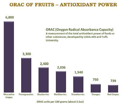 Most of the antioxidant power of the muscadine grapes is also found in the skin and seeds. The skin of the grapes is so thick, that 40% of the weight of the grapes comes from the skin itself.