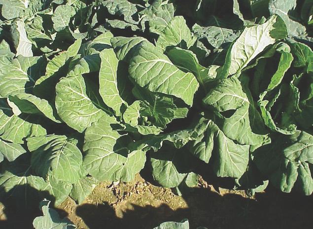 Variety Testing Since 1983 more than 23 replicated variety trials have been conducted on collards at the North Florida Research and Education Center at Quincy.