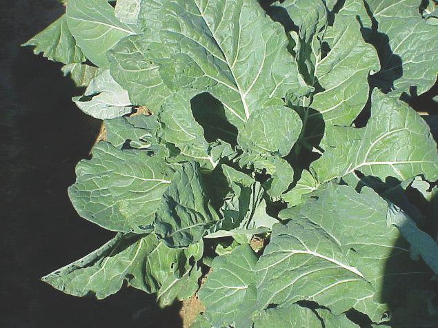 Hi Crop (Figure 6) (previously sold in the United States as Blue Max) is an F1 hybrid collard from Takii Seed Company.