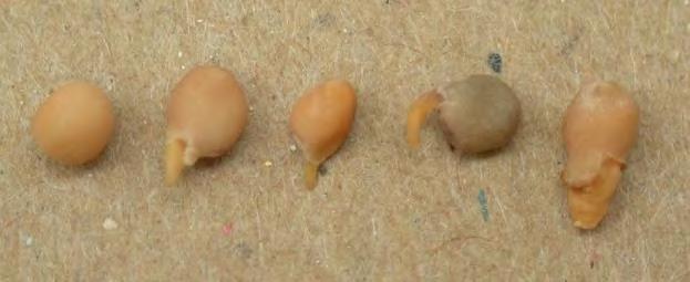 Grading Factors Damage - Sprouted Seeds having a ruptured seed coat in combination with either a rootlet that protrudes beyond the normal contour of the seed or distinct