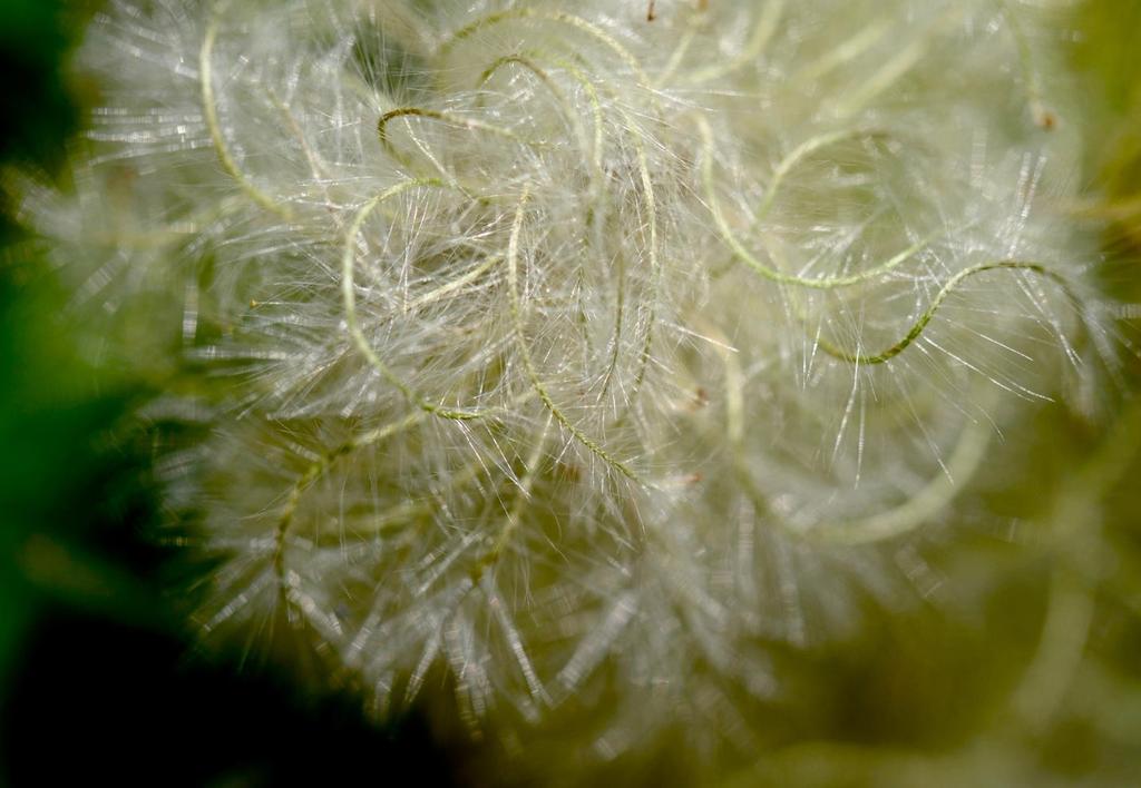 Clematis, like the anemones, uses small achenes
