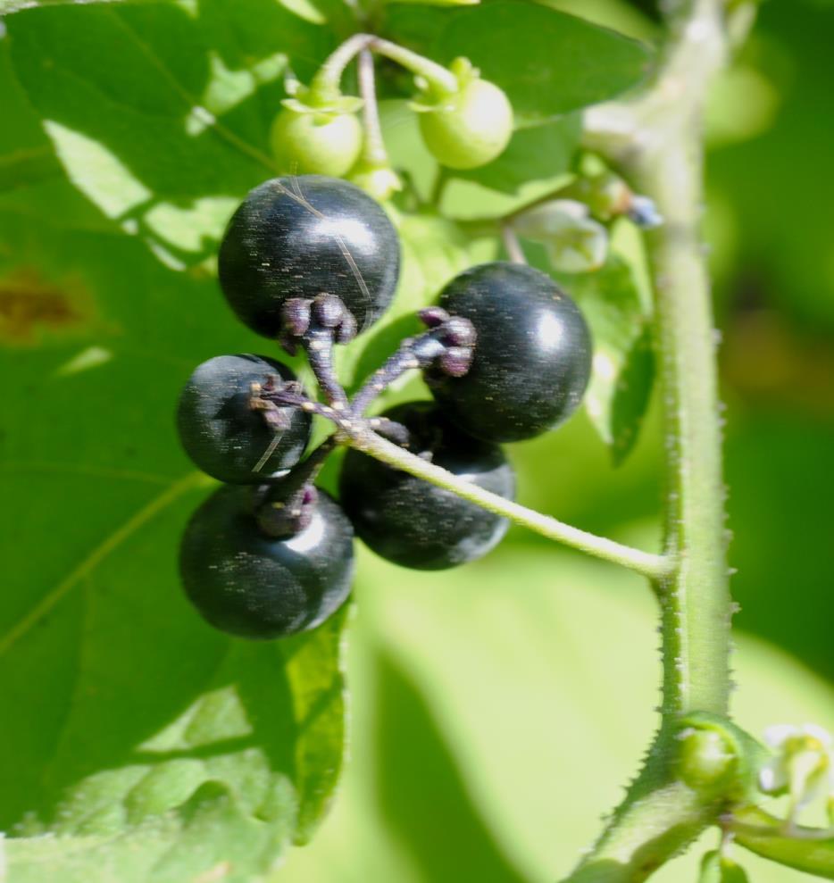 All the nightshades in the genus Solanum have