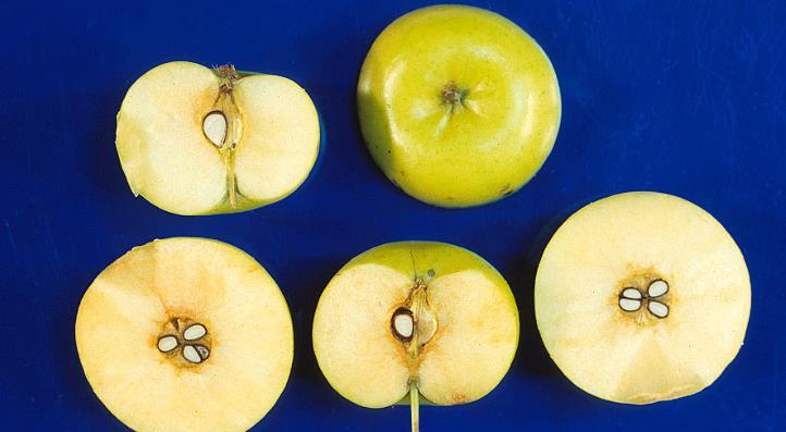 the pome named for the apple, is another fleshy fruit, where the hypanthium turns