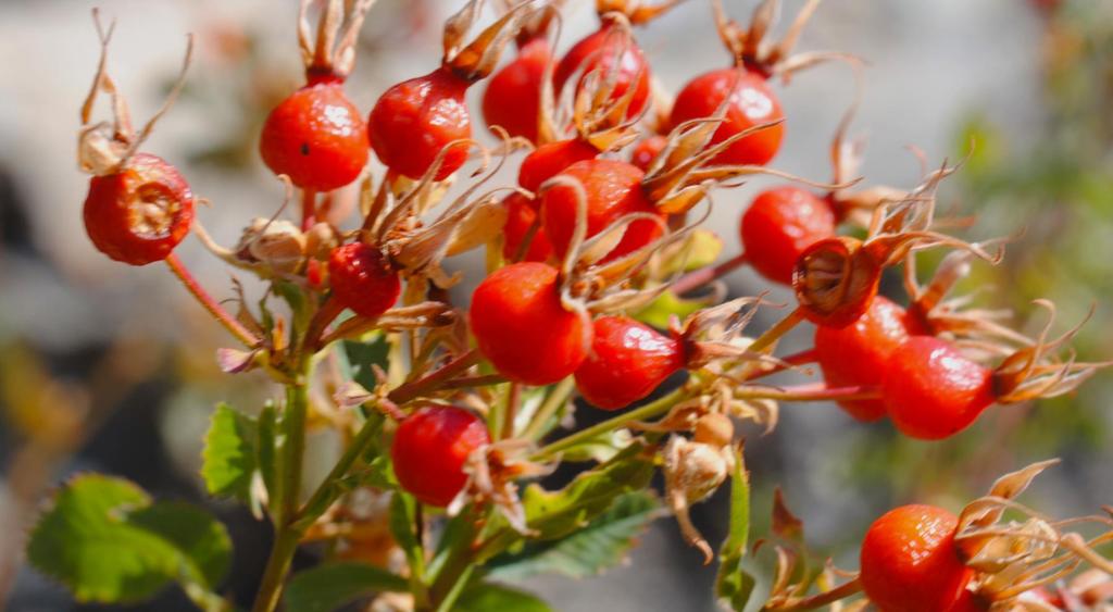 The rose hip in the genus Rosa is similar to a pome, only in