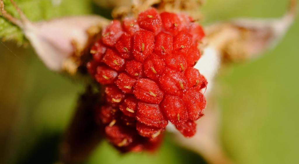 The rose family Rosaceae contains several unusual fleshy fruits.