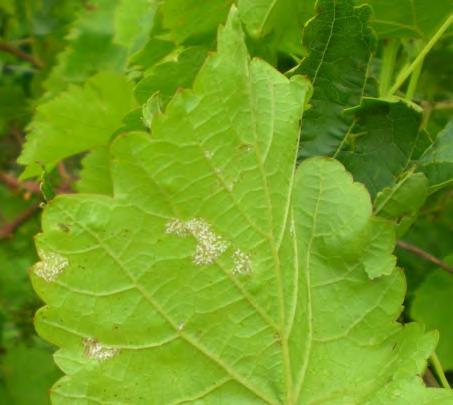 NO. 7 Vinews Viticulture Information News, Week of 7 August 205 Columbia, MO Fungicide Resistance Management In 2008, Virginia reported that downy mildew (Plasmopara viticola) had developed