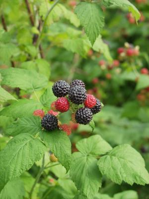Raspberry Raspberry: Edible: Leaves, flowers, young stems, shoots, and berries. Uses: Berries can and should be eaten.