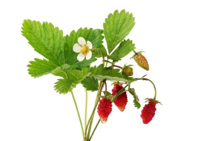 Strawberry Strawberry: Edible: Leaves, stems, flowers, and berries.