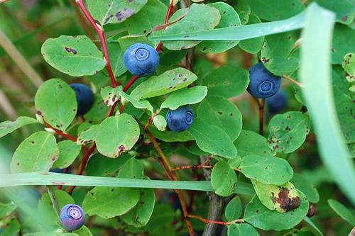 Huckleberries are also a great source of vitamins A, C, and pectin, which is a soluble fiber that reduces cholesterol and lowers blood