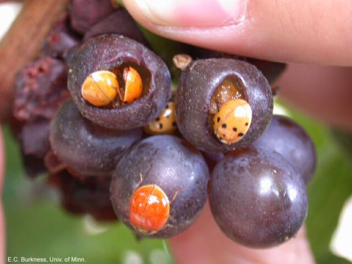 Notes on Multicolored Asian Lady Beetle in Grapes Multicolored Asian lady beetle in grapes (E.C. Burkness, University of Minnesota).