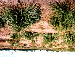 NATIVE WARM-SEASON GRASSES Plant Materials for Wildlife Big Bluestem - Andropogon gerardii Big bluestem is a warm season, rhizomatous, perennial bunch grass 4 to 6 feet tall.