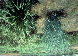 Marshhay Cordgrass - Spartina patens Marshhay cordgrass is a rhizomatous perennial, warm season grass that is from 1 to 4 feet tall.