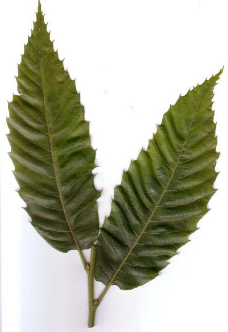 Leaf most similar to American, more