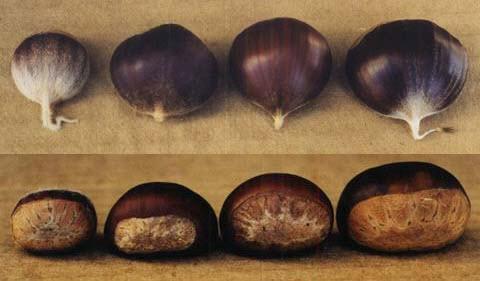 Top and Side Views of Chestnuts.