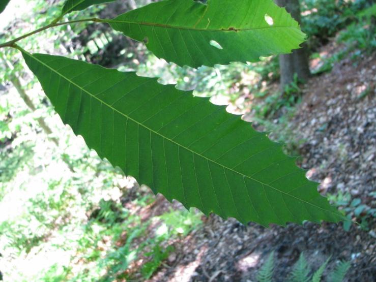 Chestnut Species You Might Find: Native: American chestnut (3 nuts/bur) Allegheny chinquapin (1 nut/bur) Imported (with recorded dates): European chestnut (1773) Japanese chestnut (1876) Chinese