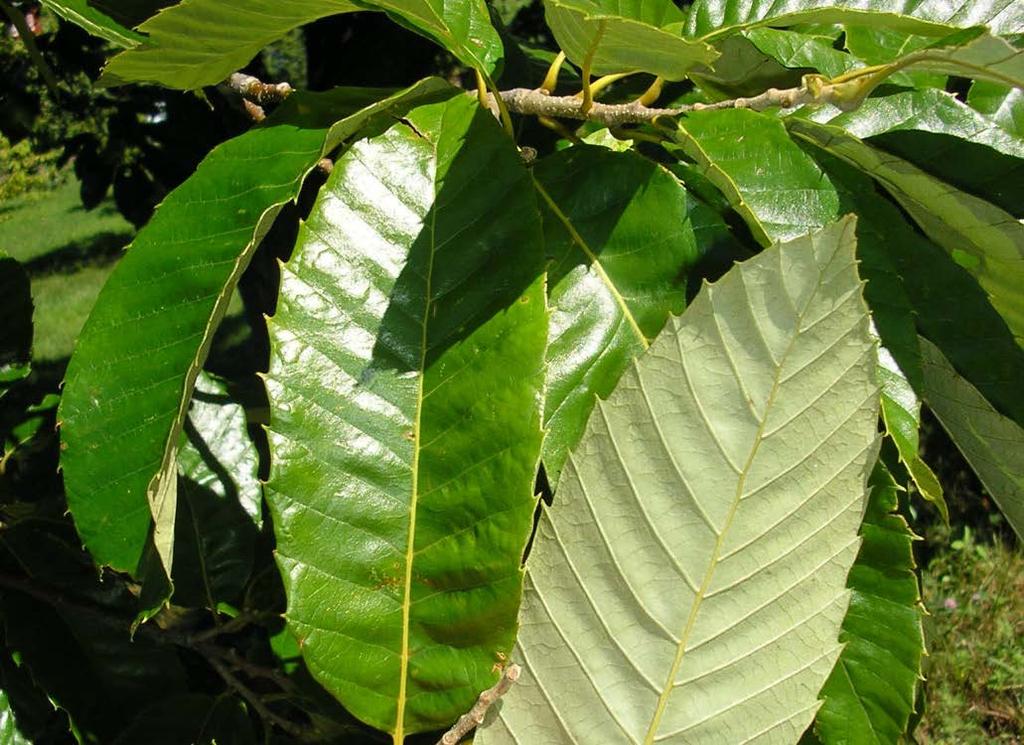 Leaf glossy, usually hairy on underside Leaf