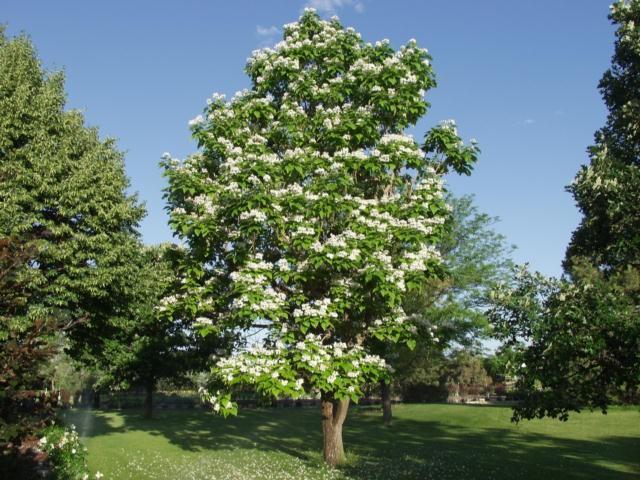 Catalpa Large showy white flowers in spring, very hardy, tolerates poor