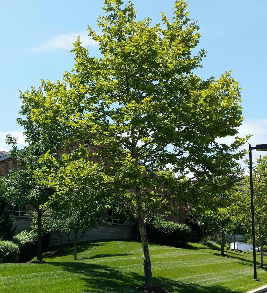 London Planetree Large tree tolerant of poor soil, beautiful smooth
