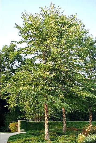 River Birch Native. Most adaptable and disease resistant birch.