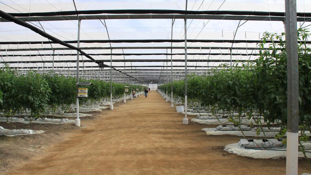 Hydroponic production of tomatoes