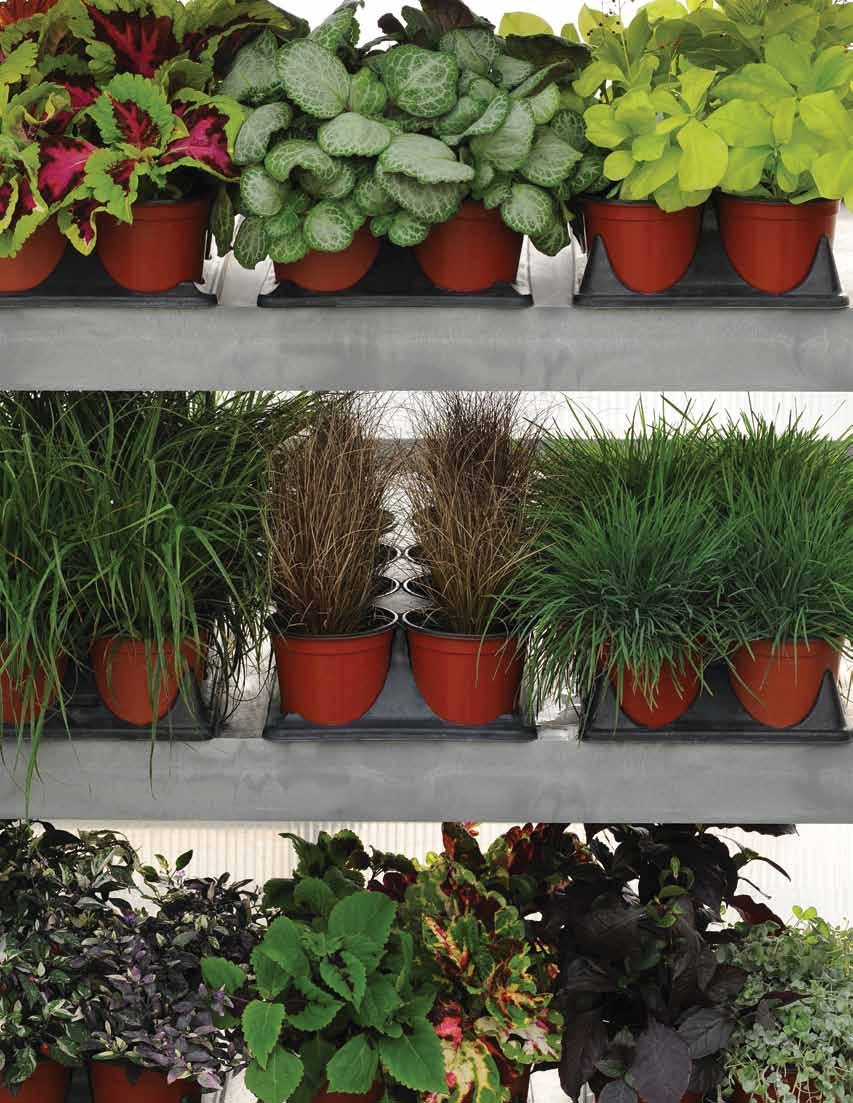 Retail ready Create a great, all-in-one accent plant SKU program!