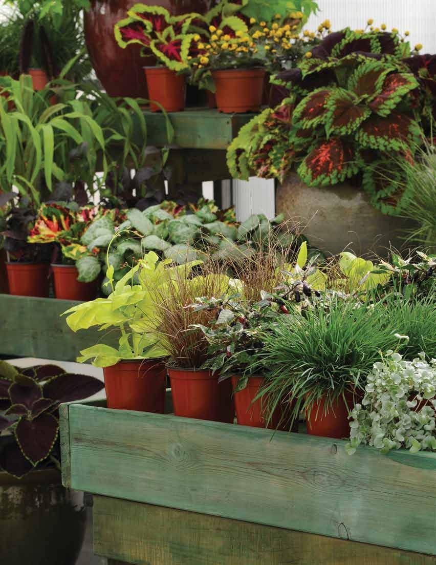 Stunning selection Increase your profits with premium accents for mixed containers and gardens.