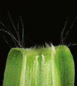 Characteristics: Emerging leaf rolled Ligule a ring of hairs about 1 mm long Auricles absent Sheath flattened and hairless Leaves slightly rough on the edges, with long hairs only at