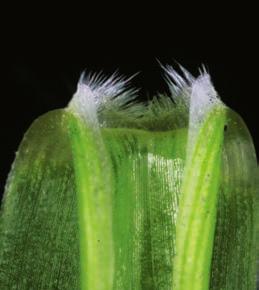 Characteristics: A perennial grass with thin, strong leaves with a few long hairs on the collar Ligule short, hairy Auricles absent Short, slender, knotty rhizome Grows in waste places and in