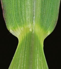 Characteristics: Emerging leaf rolled, but becoming flat later Ligule absent Auricles absent Sheath more or less sparsely hairy (particularly at the junction of