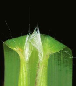 Characteristics: Emerging leaf rolled Ligule a rim of 1 2 mm long hairs Auricles absent Lower leaf sheath usually hairy, usually strongly red in colour