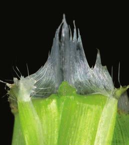 Characteristics: Emerging leaf rolled Ligule membranous, jagged, 3 8 mm long 1 2 mm long hairs at the junction of leaf and sheath Leaves broad and