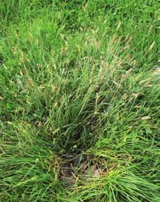 Management of large infestations Use a selective herbicide (see Trial results on page 39).
