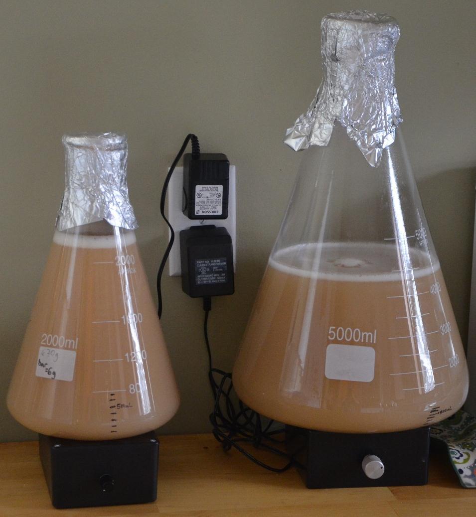 Fermenting Process Yeast starter 2 days before brewing Brew United to calculate Add 100 billion cells for harvesting Round UP starter size to closest 0.
