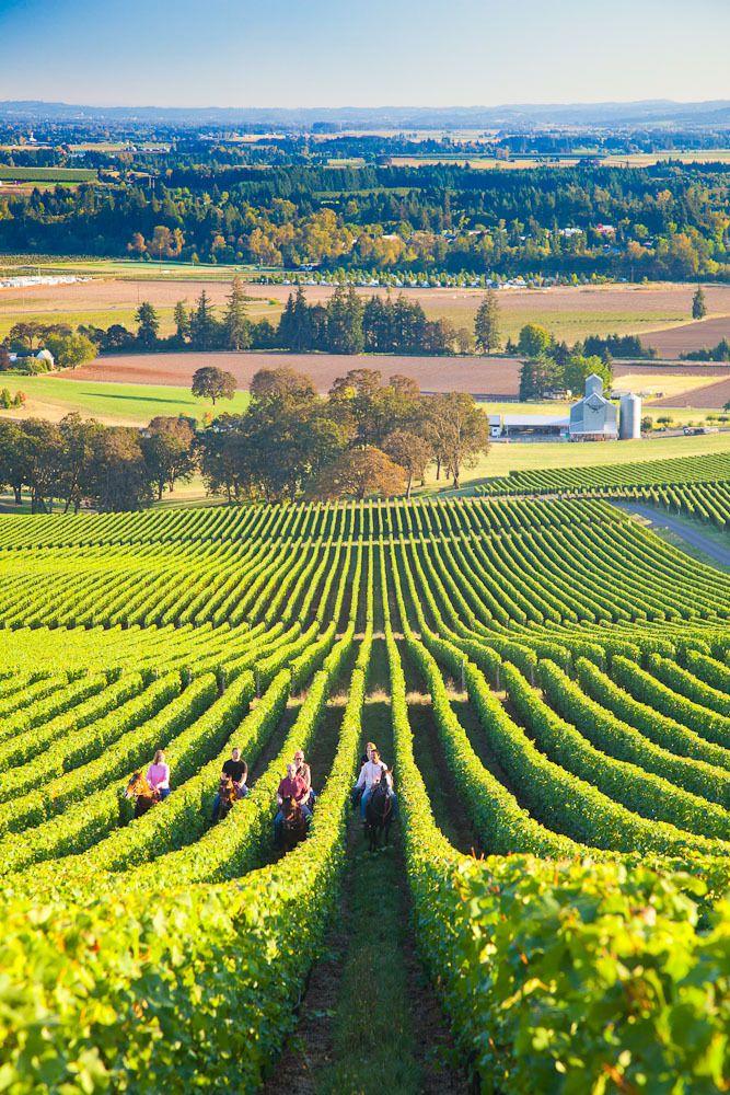 1003: Oregon Wine Country Tour Find yourself among lush vineyards and farms as you sip some of the world's finest pinot noir.