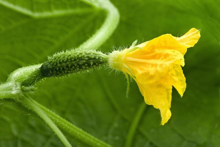 Cucumber plant flowering during the flowering stage of the cucumber life cycle.