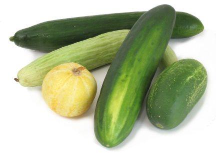 jpg Figure 3. This image represents some of the most common varieties of cucumbers.