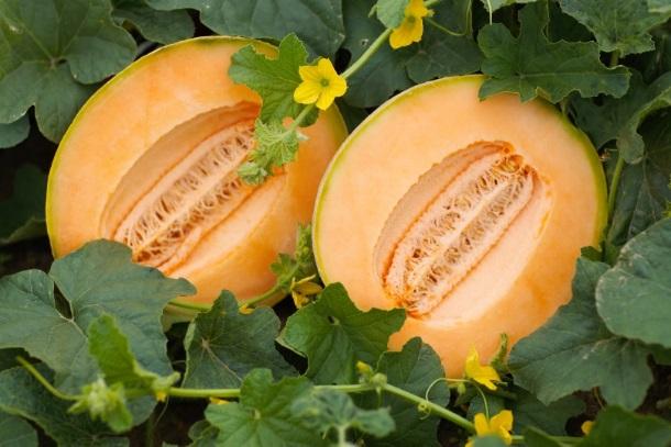 This image shows the common varieties of muskmelons. http://www.rebelhome.