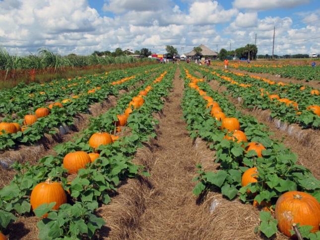 Pumpkins during the flowering stage of the life cycle. http://4.bp.