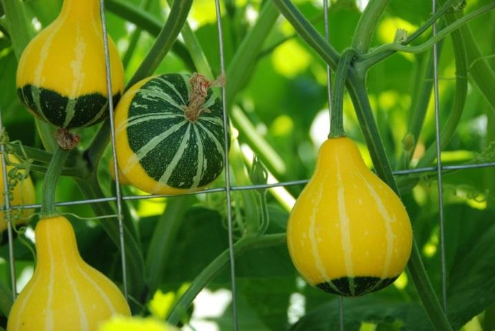 A birdhouse gourd on the vine during the growth stage. http://www.mulberryhillsfarm.