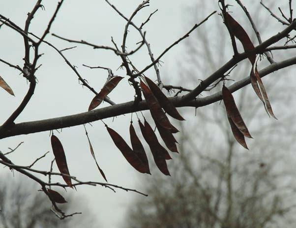 5 Redbud Cercis canadensis Where do I live? In the woods Look for: Seed pods that stay on the tree during the winter. They might look like dried-up snow peas.
