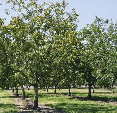 Paradox Rootstock Hybrid of English walnut by: J.