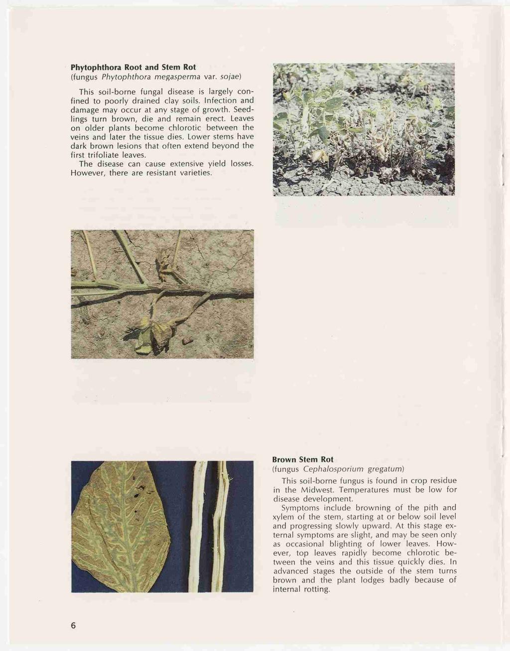 Phytophthora Root and Stem Rot (fungus Phytophthora megasperma var. sojae) This soil-borne fungal disease is largely con fined to poorly drained clay soils.