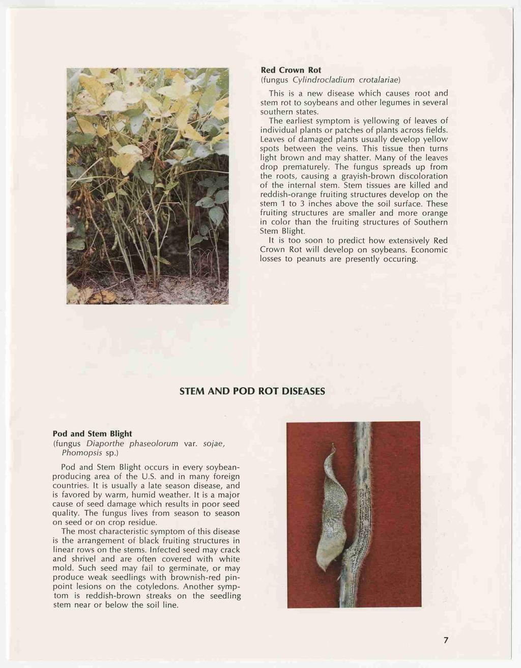 Red Crown Rot (fungus Cylindroc/adium crotalariae) This is a new disease which causes root and stem rot to soybeans and other legumes in several southern states.