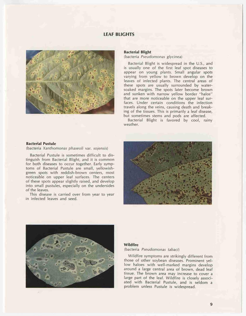 LEAF BLIGHTS Bacterial Blight (bacteria Pseudomonas glycinea) Bacterial Blight is widespread in the U.S., and is usually one of the first leaf spot diseases to appear on young plants.